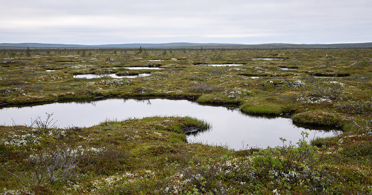 A broad peatland with low vegetation and shallow pools under an overcast sky.